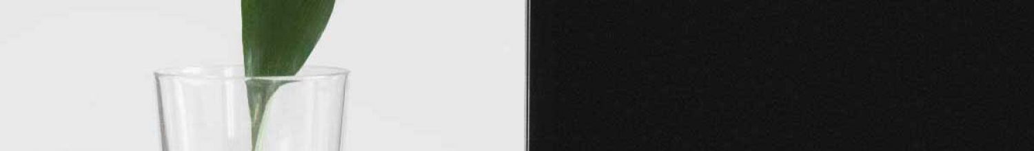 Sarah Dorweiler 127187